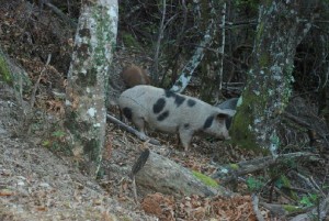 cochon