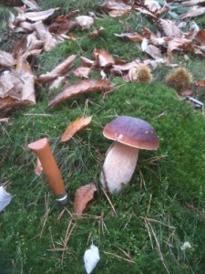 boletus edulis lamastre