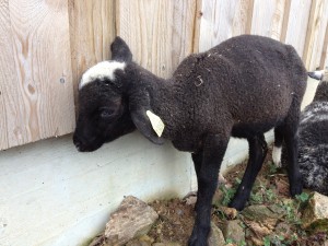 agneau noir et blanc ferme des chaupous ardèche