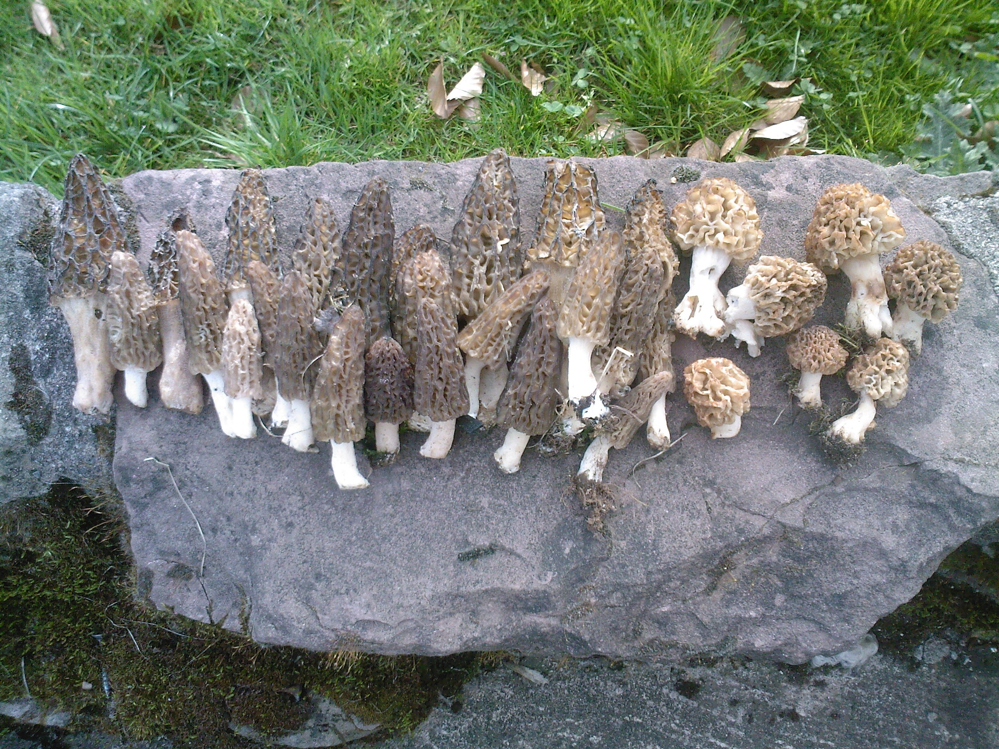 roche filandière morilles desaignes